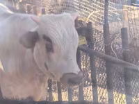 Bull, Cattle — photo 2