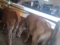 Vaca, Raza Alatau — foto 2