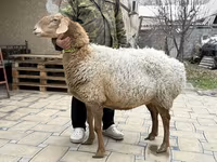 Қой, Awassi sheep — 1-сурет