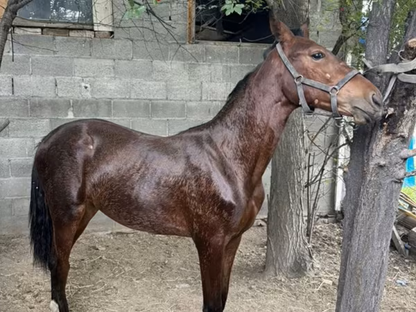 Айғыр, Anglo-Arabian