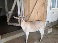 عنزة, Alpine goat — الصورة 2