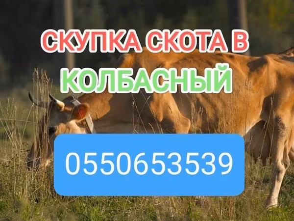 Бұқа, Ірі қара — Қырғызстан
