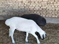 भेड़, भेड़ — फ़ोटो 2