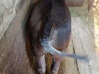 母牛, Swiss cattle — 照片 7