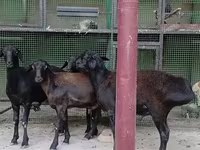 Oveja, Hissar sheep — foto 1