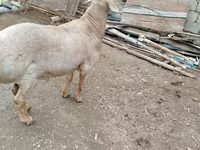 Ram, Arashan sheep — photo 3
