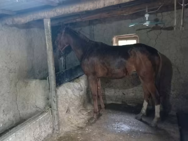 Айғыр, Thoroughbred horse — Қырғызстан