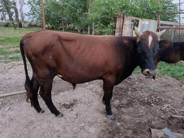 Toro, Ganado vacuno — Uzbekistán