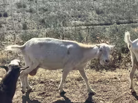 Ешкі, LaMancha goats — 5-сурет