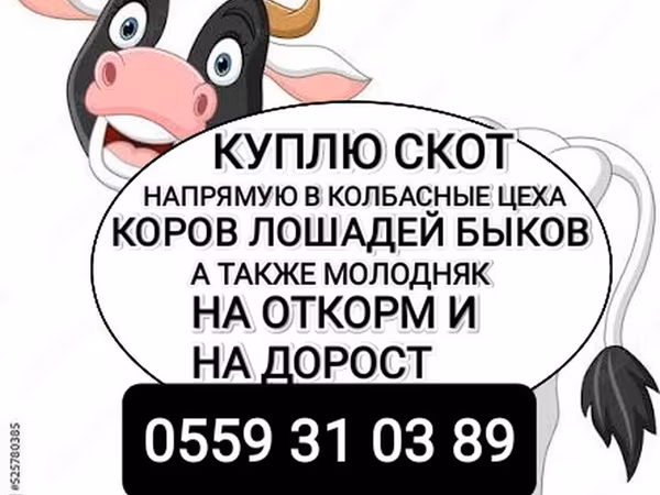 Бұқа, Ірі қара — Қырғызстан