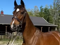 Бие, Dutch warmblood horse — 1-сурет