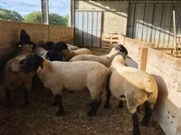Қошқар, White Suffolk sheep — 4-сурет