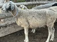 Sheep, Sheep — photo 2