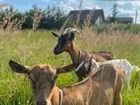 Ешкі, Alpine goat — 3-сурет