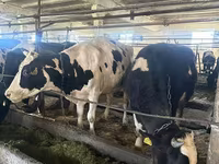 بقرة, Swiss cattle — الصورة 3