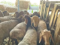Widder, Rhon sheep — Foto 6