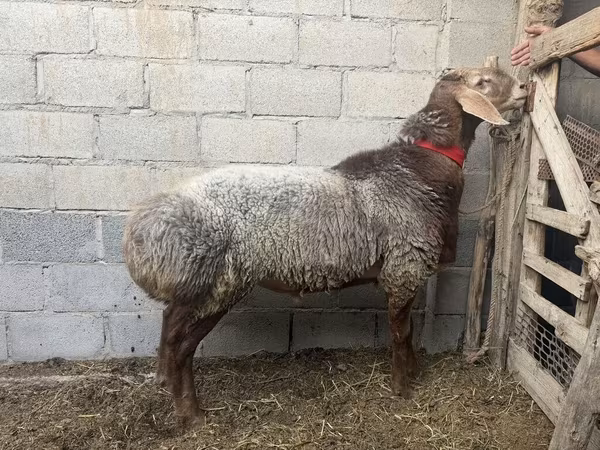 भेड़, भेड़ — किर्गिज़स्तान