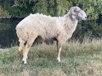 Carnero, Karakul sheep — foto 2