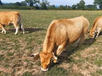 Сиыр, Aubrac cattle — 5-сурет