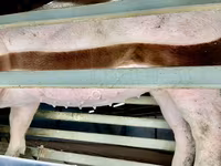 Sow, Pigs — photo 4
