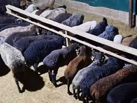 Қошқар, Қойлар — 7-сурет