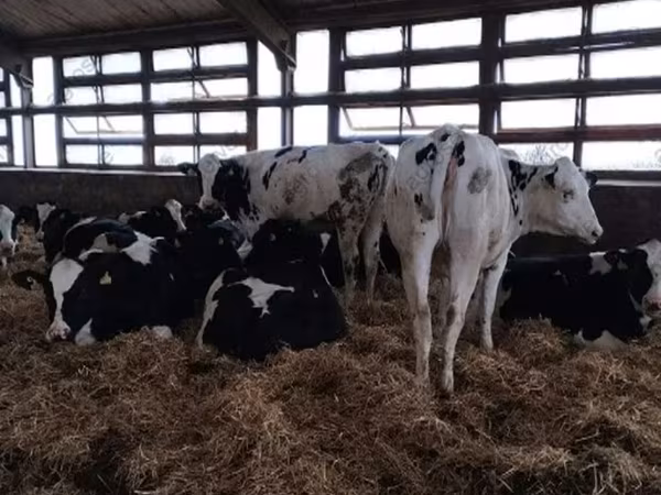 Vaca, Raza Holstein