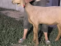 Қой, Arashan sheep — 1-сурет