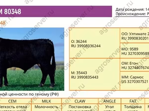 公牛, Aberdeen-Angus