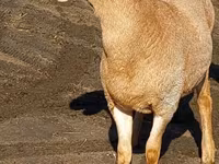 Қошқар, Arashan sheep — 1-сурет