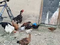 Chickens — photo 2