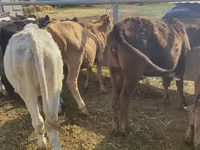Cow, Holstein breed — photo 3