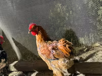 Chickens — photo 3