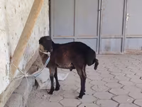 公羊, Sheep — 照片 1