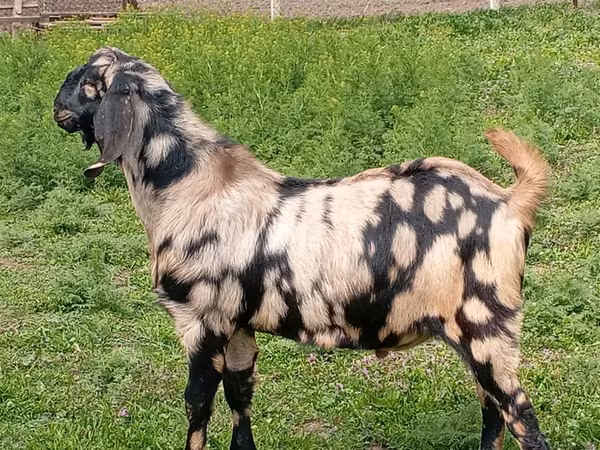 बकरा, Nubian Goat