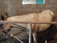 घोड़ा, Horse breed — फ़ोटो 3