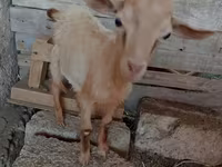 Goat, Saanen goat — photo 6
