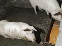 Säue, Schweine — Foto 3