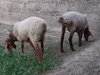 公羊, Sheep — 照片 3