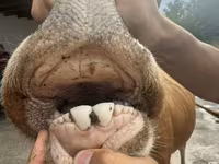 Cow, Cattle — photo 3
