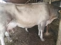 Сиыр, Swiss cattle — 3-сурет
