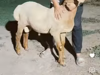 Қошқар, Arashan sheep — 1-сурет