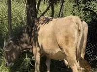 بقرة, الماشية — الصورة 4