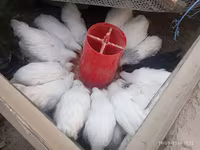 Chickens — Foto 6