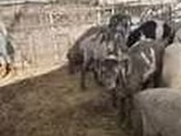 Sheep, Sheep — photo 8