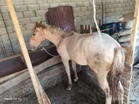 Kuh, Не указана — Foto 2