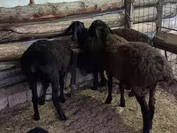 Ram, Sheep — photo 7