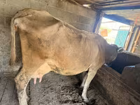 Cow, Swiss cattle — photo 2