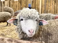 نعجة, Kuibyshev sheep — الصورة 1