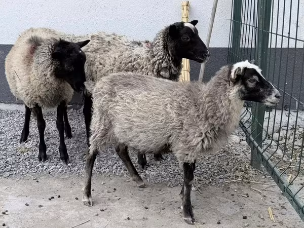 Қошқар, Hissar sheep