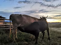 Kuh, Simmental cattle — Foto 2